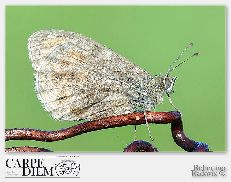 Robertino_Radovix-2013-0515-Macro (46).jpg
